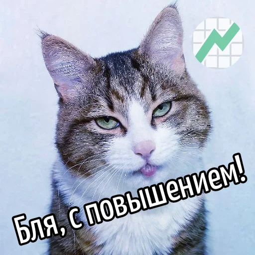 📊 Стикер «Кот "Бля" ?» для Telegram
