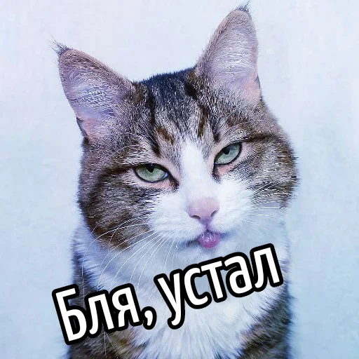 😩 Стикер «Кот "Бля" ?» для Telegram