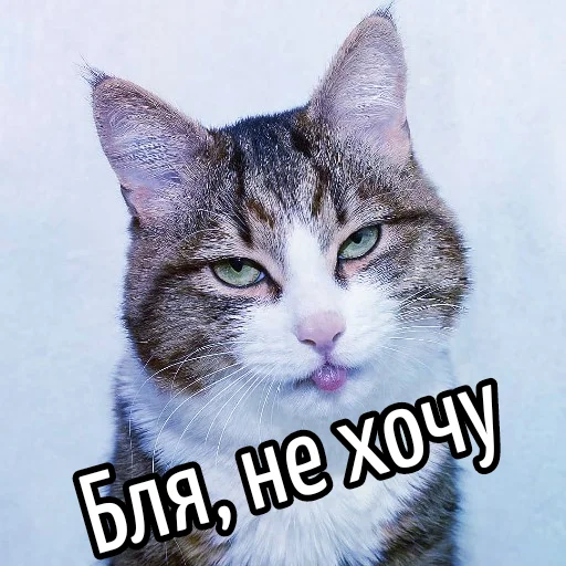 😕 Стикер «Кот "Бля" ?» для Telegram