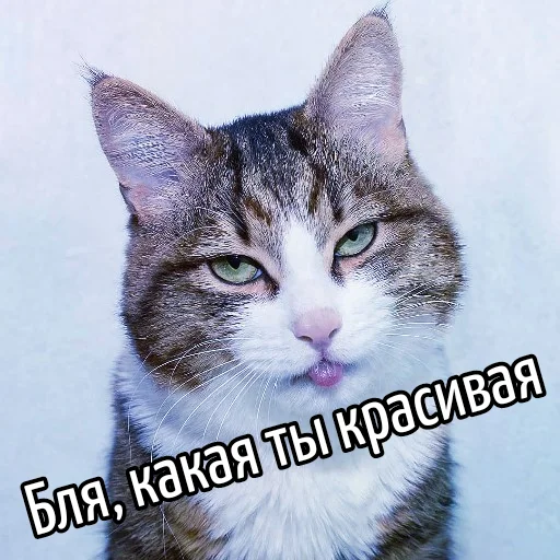 🥰 Стикер «Кот "Бля" ?» для Telegram