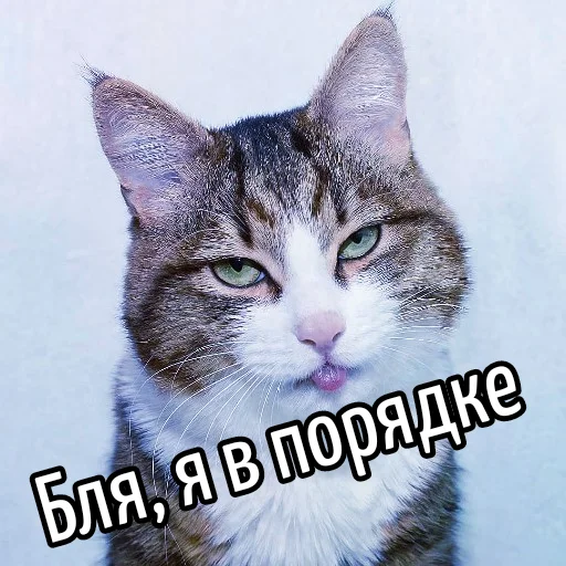 👌 Стикер «Кот "Бля" ?» для Telegram