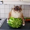 🍉 Эмодзи «Кіт На Гарбузі» для Telegram