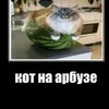 🍉 Эмодзи «Кіт На Гарбузі» для Telegram