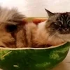 🍉 Эмодзи «Кіт На Гарбузі» для Telegram