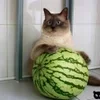 🍉 Эмодзи «Кіт На Гарбузі» для Telegram