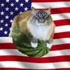 🍉 Эмодзи «Кіт На Гарбузі» для Telegram