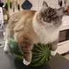 🍉 Эмодзи «Кіт На Гарбузі» для Telegram