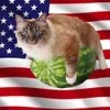 🍉 Эмодзи «Кіт На Гарбузі» для Telegram