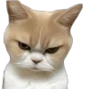 🤩 Эмодзи «Котеки Tg» для Telegram