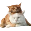 🤩 Эмодзи «Котеки Tg» для Telegram