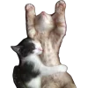 🤩 Эмодзи «Котеки Tg» для Telegram