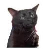 🤩 Эмодзи «Котеки Tg» для Telegram