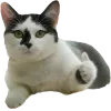 🤩 Эмодзи «Котеки Tg» для Telegram