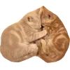 🤩 Эмодзи «Котеки Tg» для Telegram