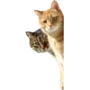 🤩 Эмодзи «Котеки Tg» для Telegram
