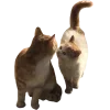 🤩 Эмодзи «Котеки Tg» для Telegram