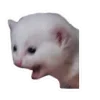 🤩 Эмодзи «Котеки Tg» для Telegram