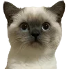 Эмодзи Котеки Tg для Telegram — скачать