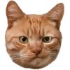 🤩 Эмодзи «Котеки Tg» для Telegram