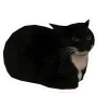 🤩 Эмодзи «Котеки Tg» для Telegram