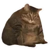 🤩 Эмодзи «Котеки Tg» для Telegram