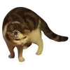 🤩 Эмодзи «Котеки Tg» для Telegram