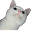 🤩 Эмодзи «Котеки Tg» для Telegram