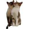 🤩 Эмодзи «Котеки Tg» для Telegram