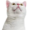 🤩 Эмодзи «Котеки Tg» для Telegram
