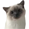 🤩 Эмодзи «Котеки Tg» для Telegram