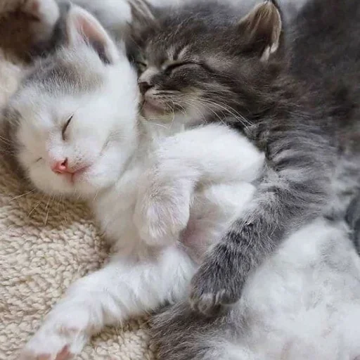❤️ Стикер «котеночки» для Telegram