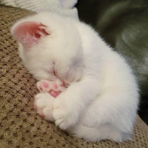 😴 Стикер «котеночки» для Telegram