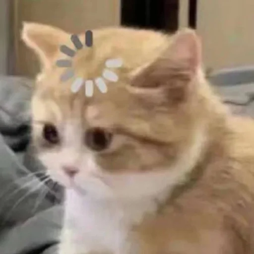 😶 Стикер «котики х2» для Telegram