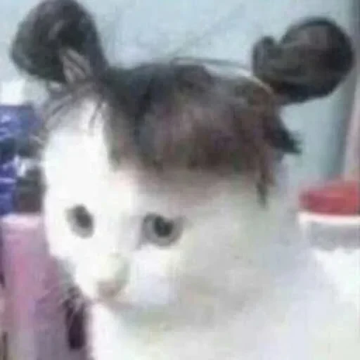 😕 Стикер «Kotiashi» для Telegram