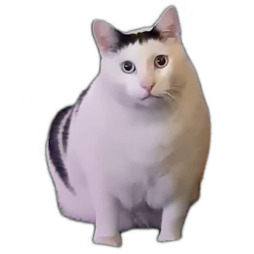 😾 Стикер «Kotiashi» для Telegram