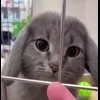 🤩 Эмодзи «Котик» для Telegram