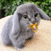 🤩 Эмодзи «Котик» для Telegram