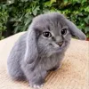 🤩 Эмодзи «Котик» для Telegram