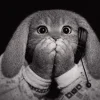 🤩 Эмодзи «Котик» для Telegram