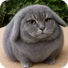 🤩 Эмодзи «Котик» для Telegram