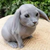🤩 Эмодзи «Котик» для Telegram