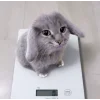 🤩 Эмодзи «Котик» для Telegram