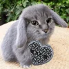 🤩 Эмодзи «Котик» для Telegram