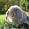 🤩 Эмодзи «Котик» для Telegram