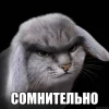 🤩 Эмодзи «Котик» для Telegram