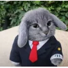 🤩 Эмодзи «Котик» для Telegram