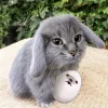🤩 Эмодзи «Котик» для Telegram
