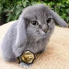 🤩 Эмодзи «Котик» для Telegram