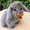 🤩 Эмодзи «Котик» для Telegram