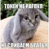 🤩 Эмодзи «Котик» для Telegram